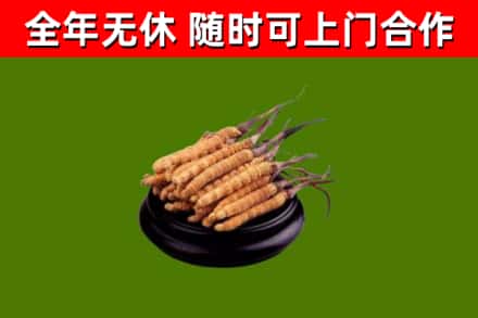 江达回收冬虫夏草